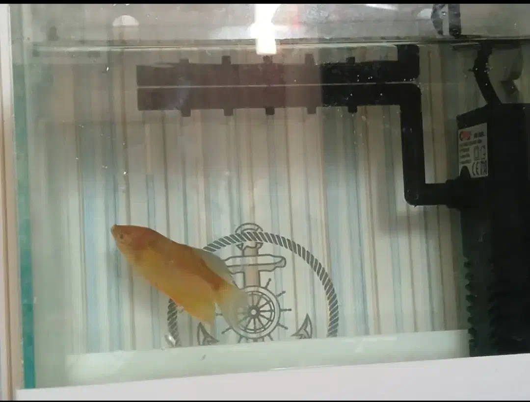 ماهی گورامی زرد گیاهخوار ۶.۵ سانتی|ماهی|شیراز, تاچارا|دیوار