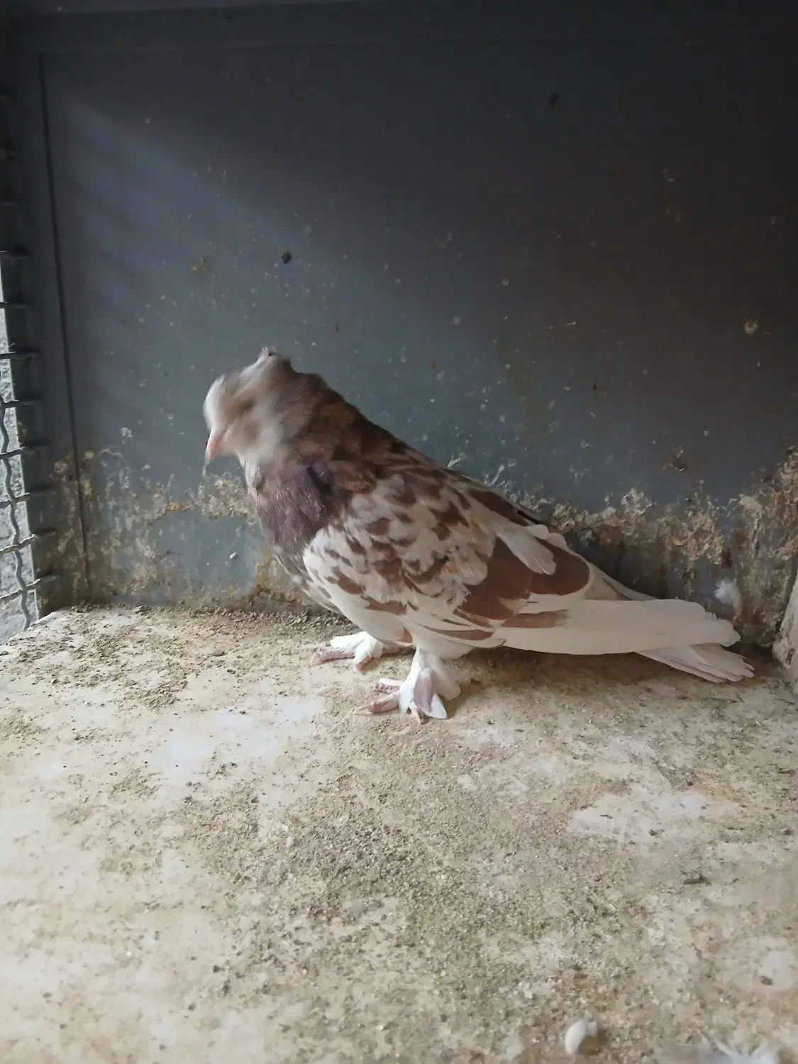 کفترای عالی و زیبا قبمت مقطوع|پرنده|ری, سرتخت|دیوار