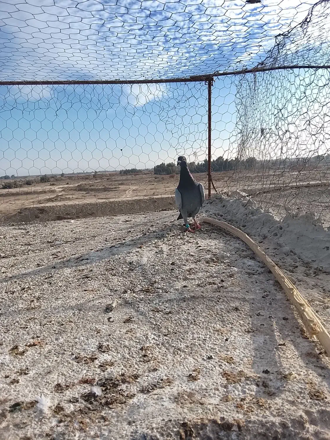 کبوتر|پرنده|زابل, |دیوار