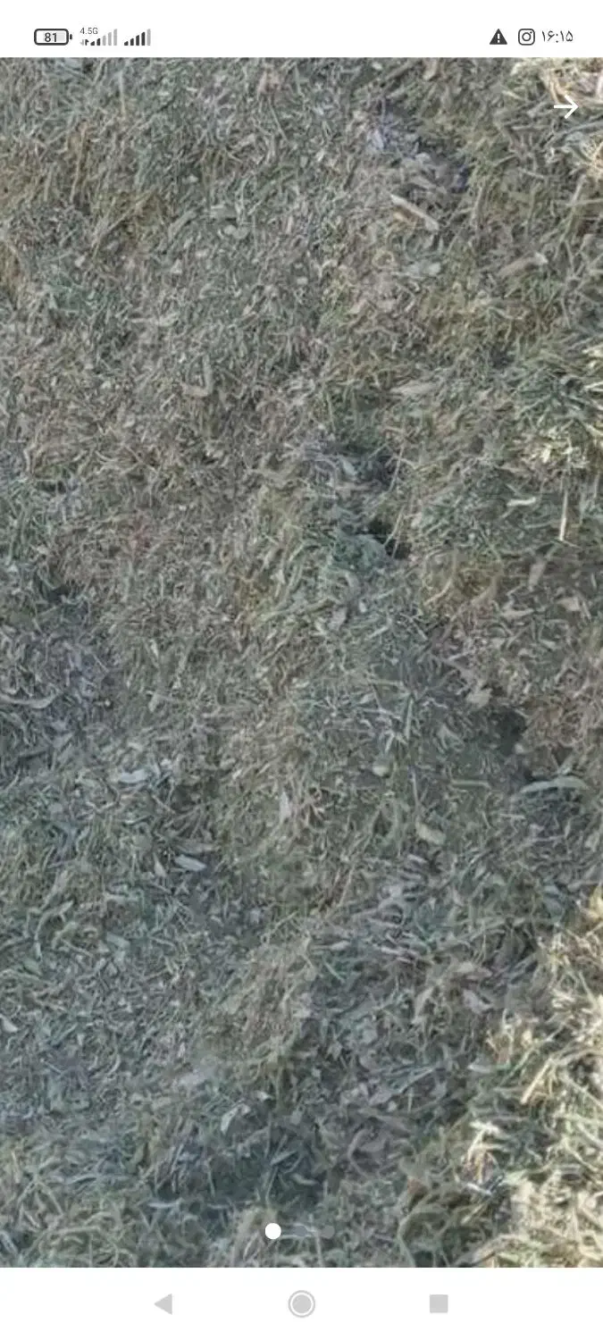 فروش کاه گندم ولوبیا|عمده‌فروشی|تنکابن, |دیوار