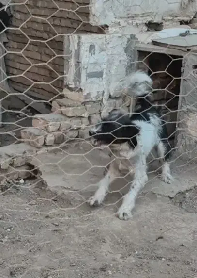 واگذاری سگ بومی|سگ|خمینیشهر, |دیوار