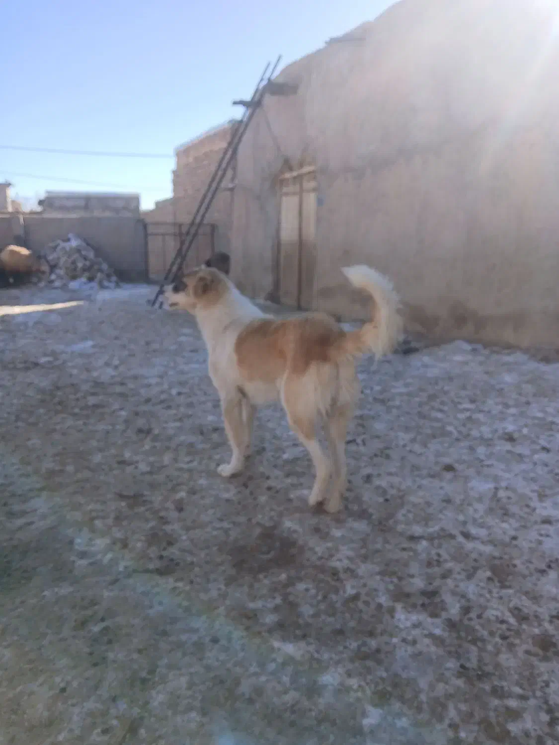 سگ گله|سگ|آبکوه, |دیوار