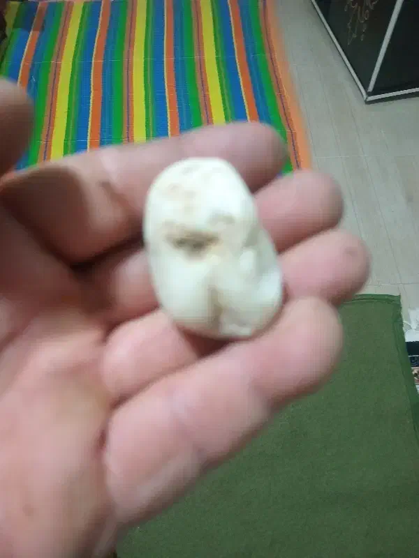 سنگهای طبیعی فروشی|کلکسیون اشیاء عتیقه|چگنی, |دیوار