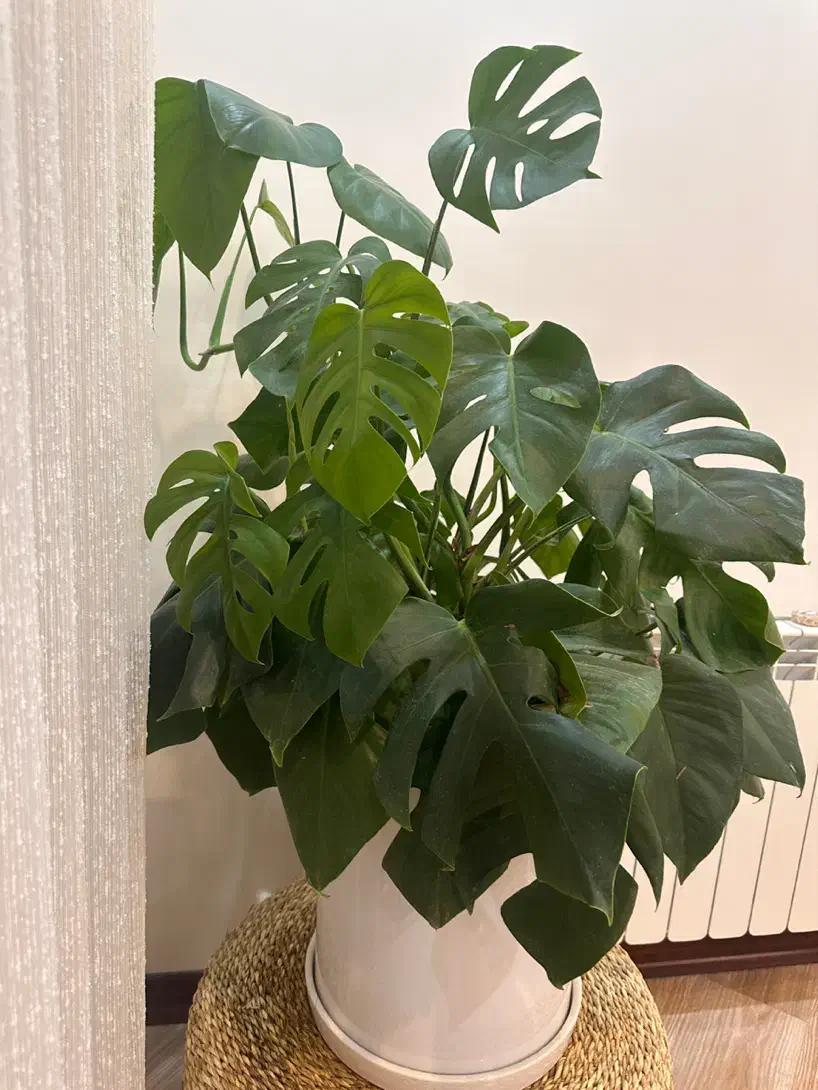 گل برگ انجیری|گل و گیاه طبیعی|تهران, شهرک خرازی|دیوار