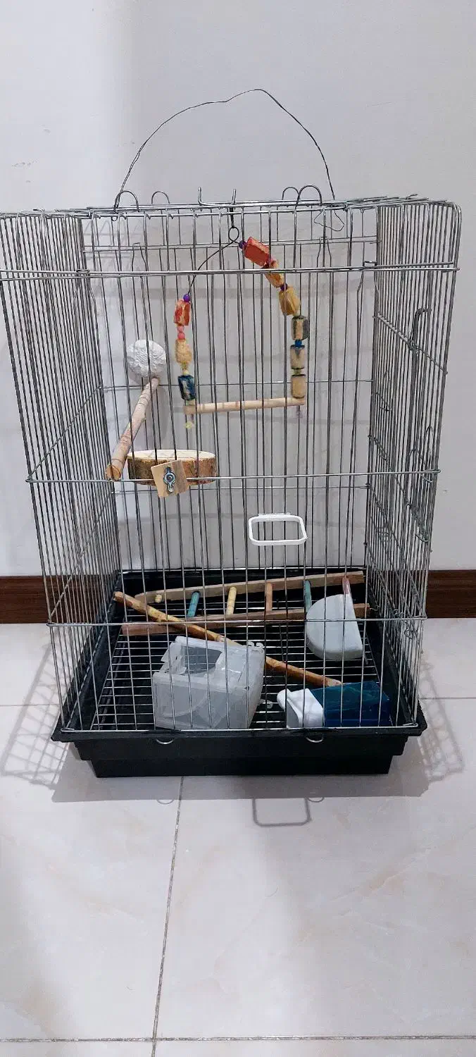 قفس عروس هلندی|لوازم جانبی حیوانات|هشتگرد, شهرک گلها|دیوار