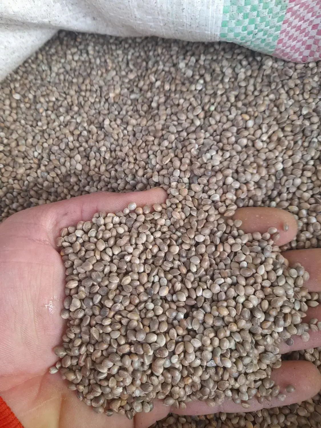 شاهدانه درجه ۱|عمده‌فروشی|خرم‌آباد, |دیوار