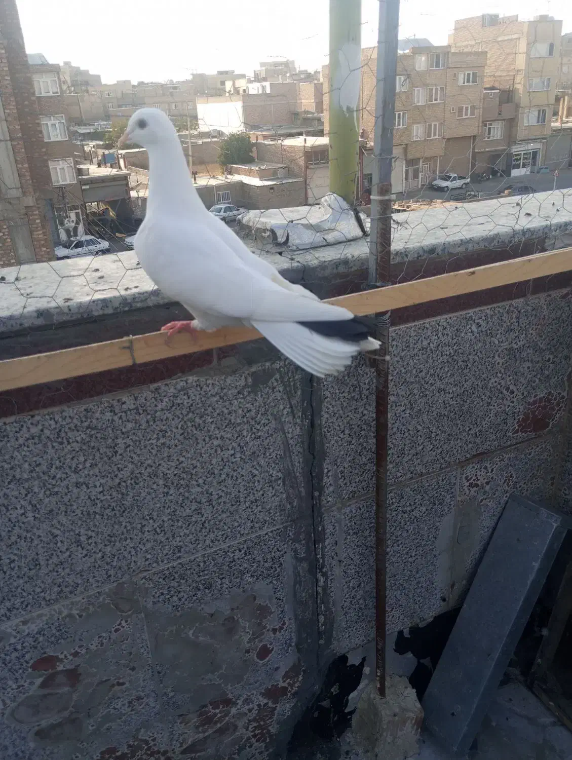 کبوتر گمشده|پرنده|بوکان, |دیوار