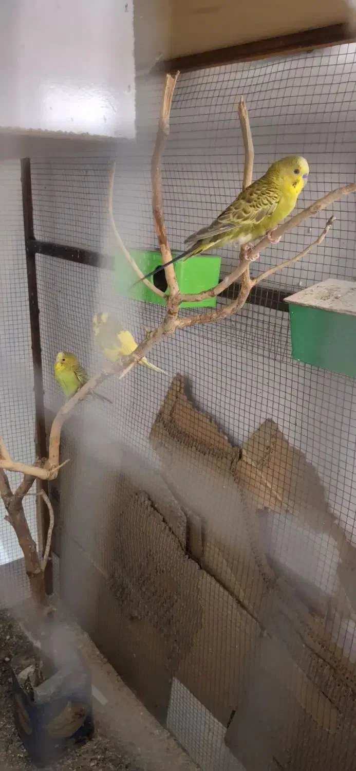 مرغ عشق|پرنده|بیرجند, |دیوار