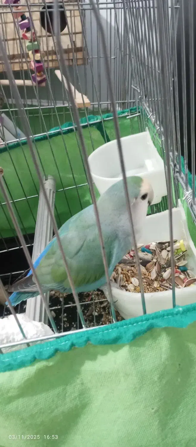 تعویض طوطی برزیلی ماده شیطون سالم بانر|پرنده|فردیس, نگارستان|دیوار