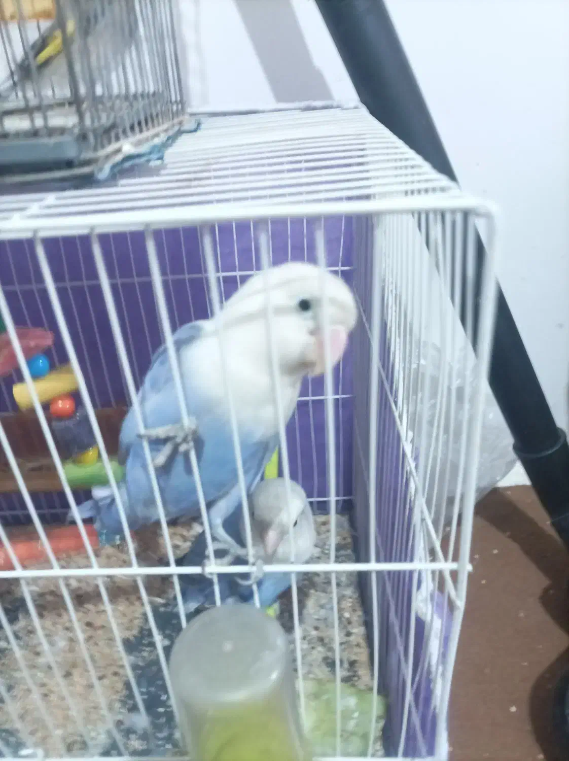 سره ماده و کوتوله سخنگو نر|پرنده|مشهد, کوی دروی|دیوار