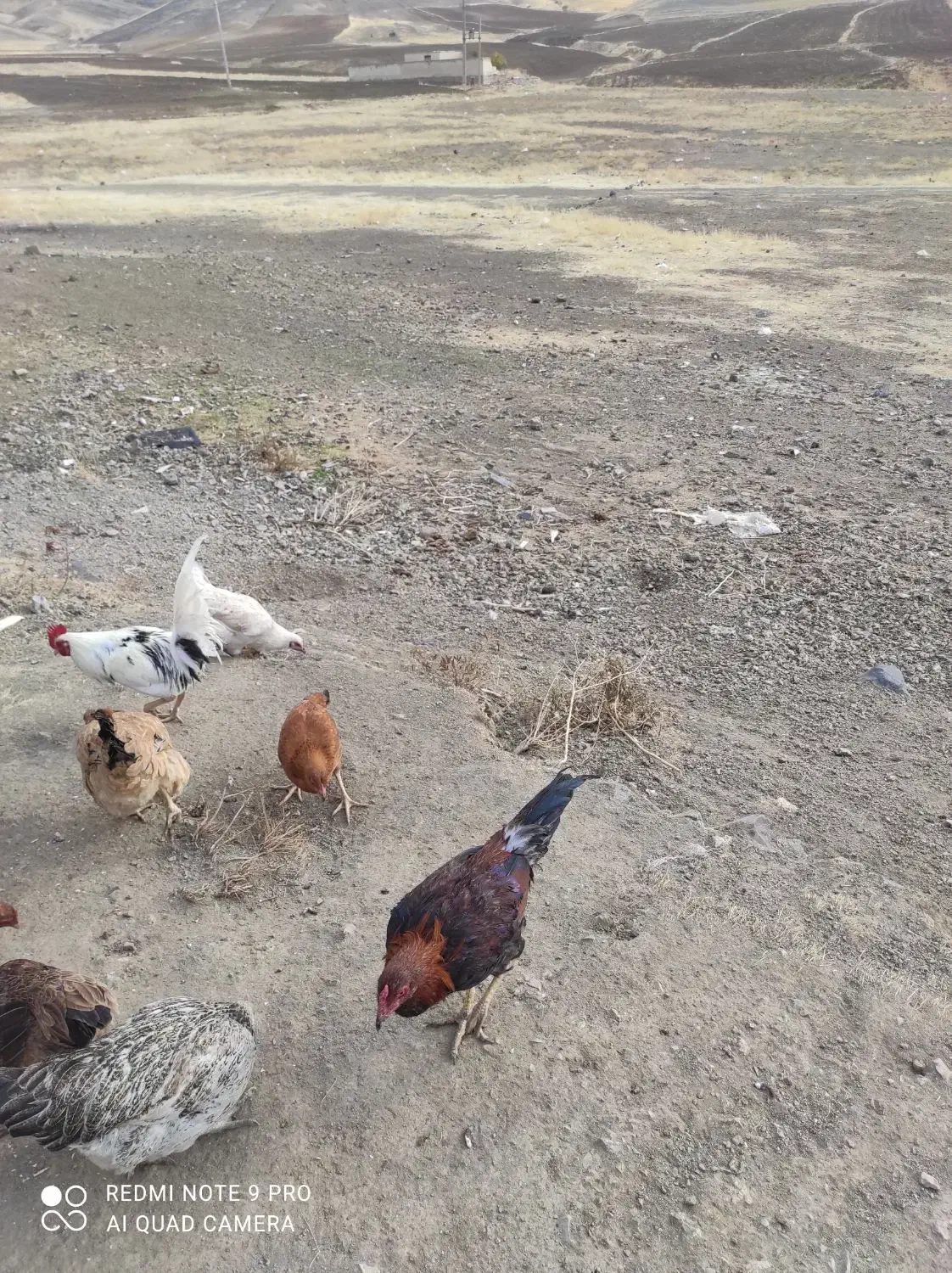 خروس|حیوانات مزرعه|کامیاران, |دیوار