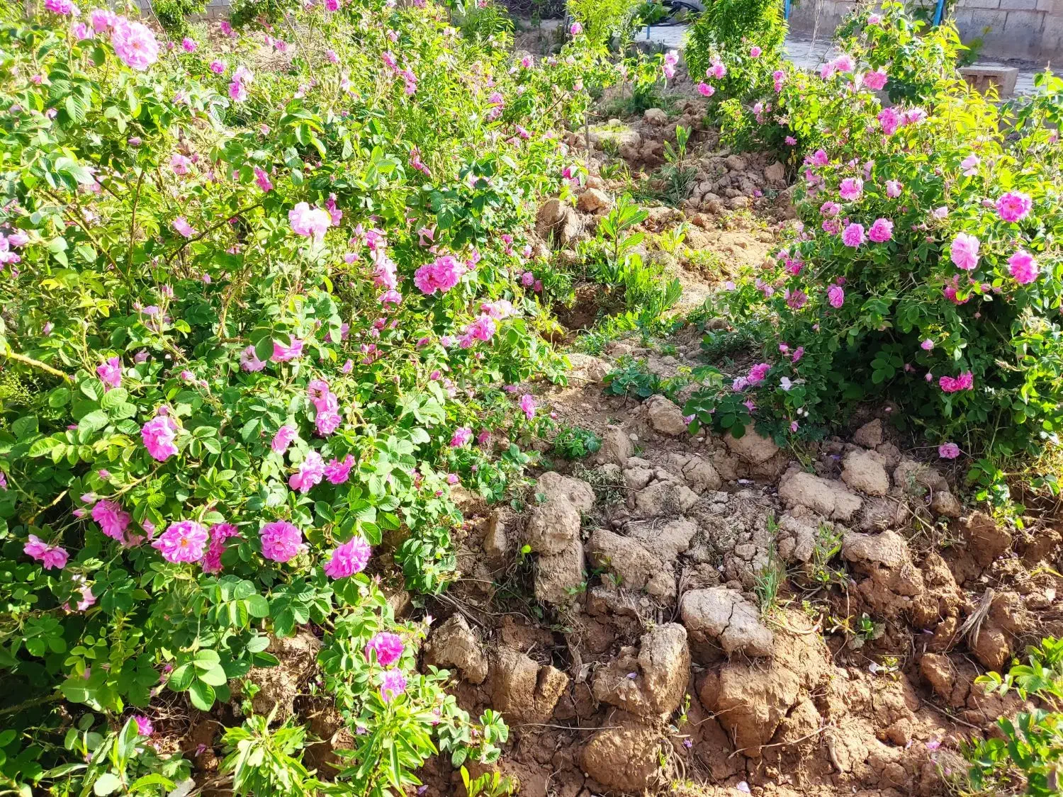 نهال گل محمدی باکیفیت|خدمات باغبانی و درختکاری|نجفآباد, دفاع مقدس|دیوار