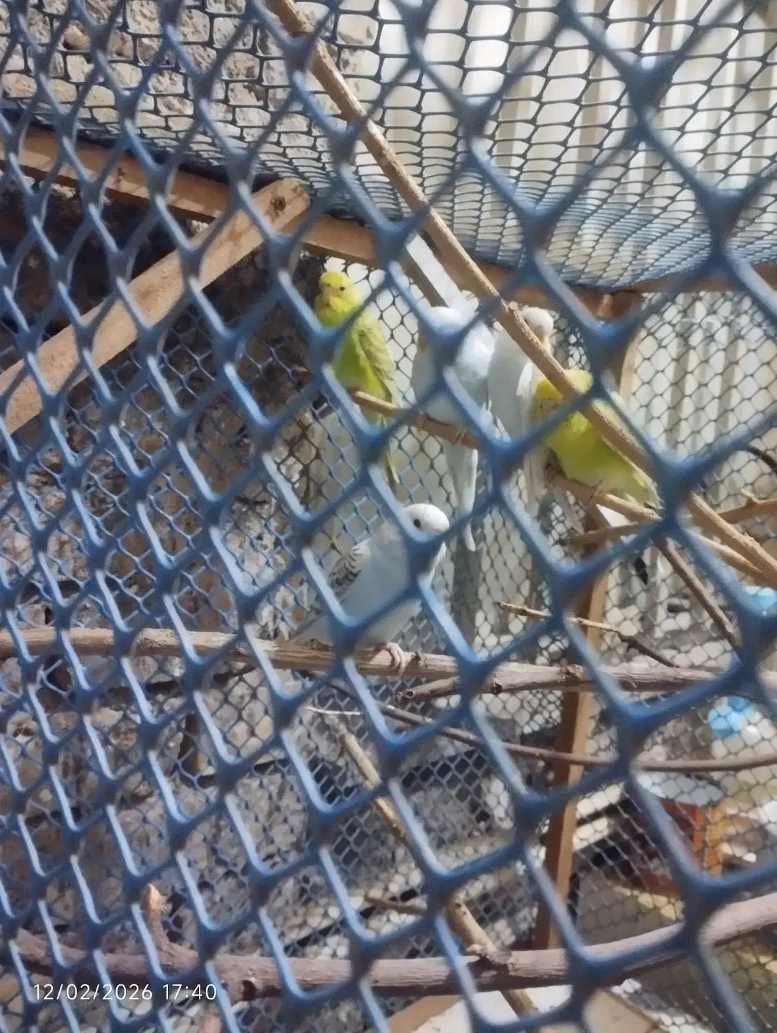 مرغ عشق|پرنده|اهواز, فتح|دیوار