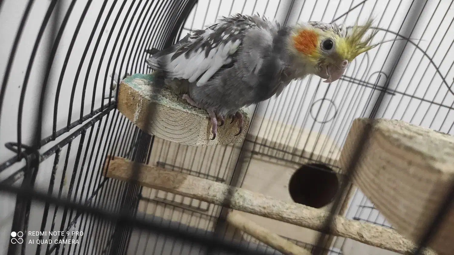 عروس هلندی بالغ|پرنده|نکا, |دیوار