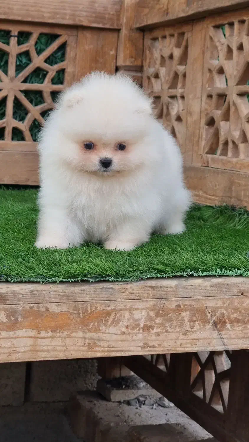 سگ خرسی|سگ|تهران, باغ فیض|دیوار