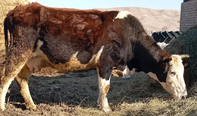 گاو شیری|حیوانات مزرعه|نظر کهریزی, |دیوار