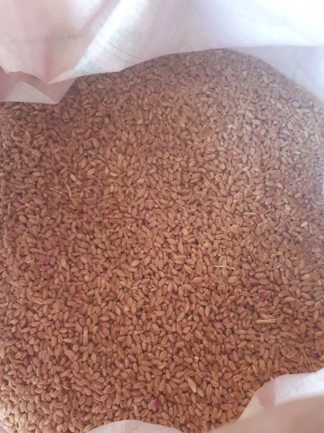 گندم|عمده‌فروشی|شباب, |دیوار