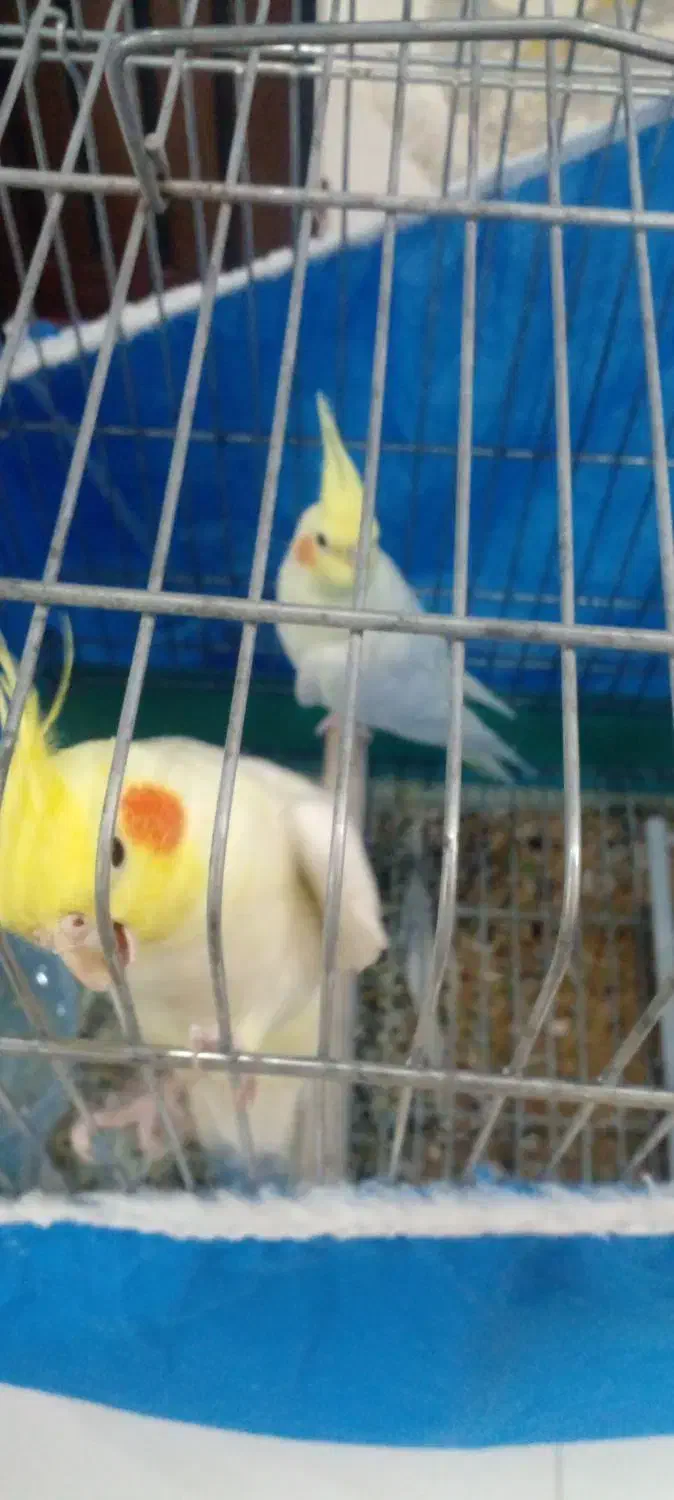 عروس هلندی|پرنده|اصفهان, بابوکان|دیوار