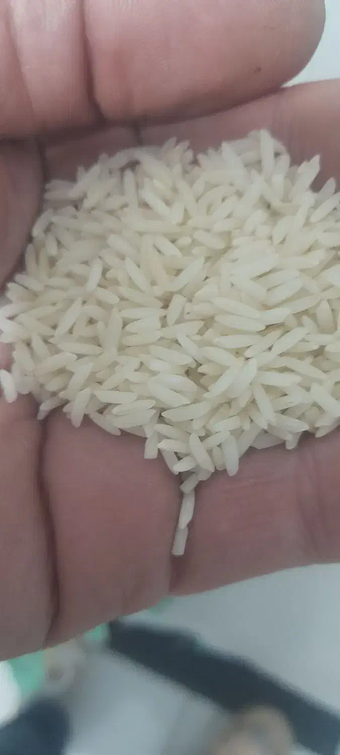 برنج هاشمی گیلان|خوردنی و آشامیدنی|تاکستان, |دیوار