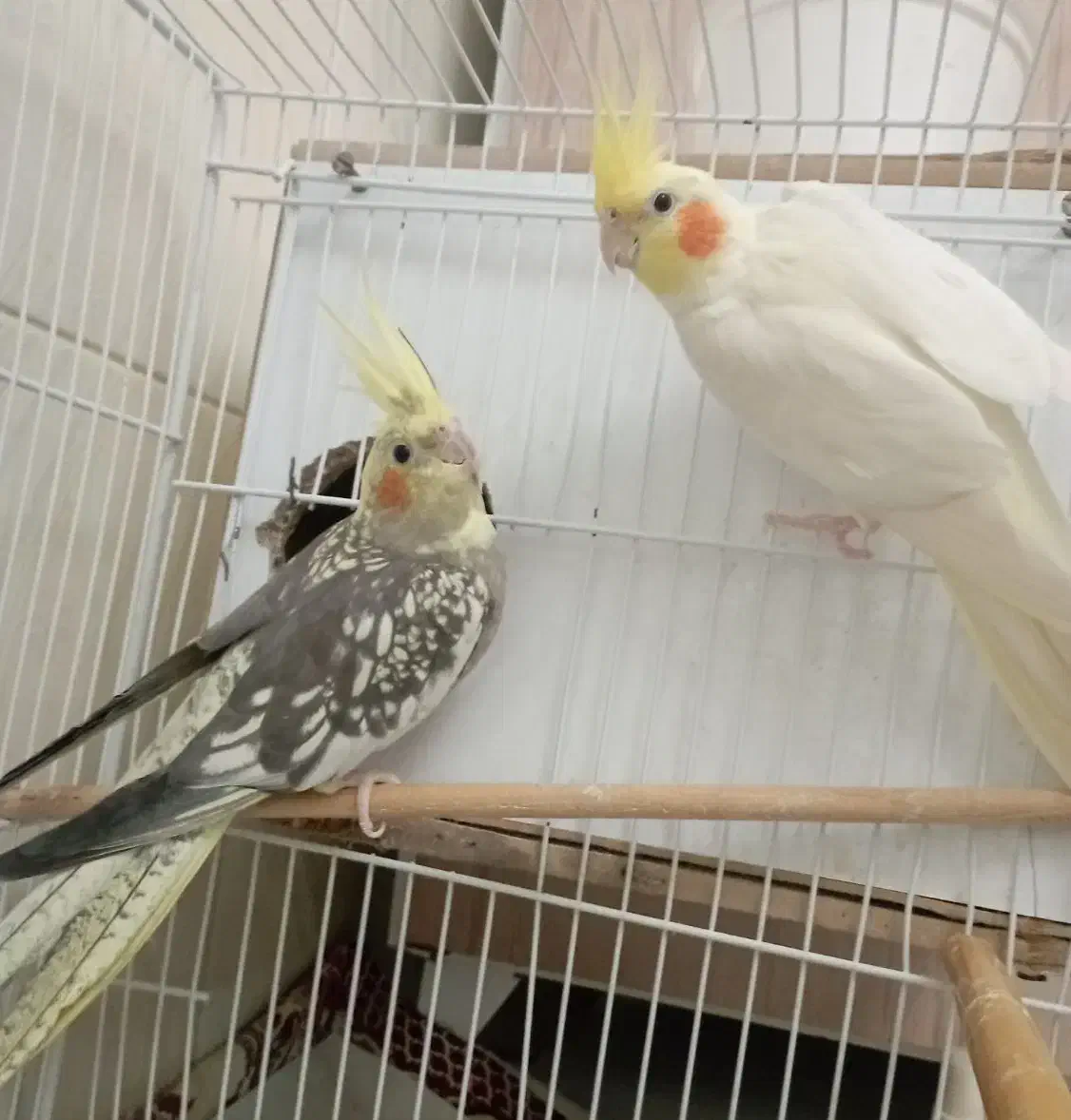 عروس هلندی جفت مولد|پرنده|گنبد کاووس, |دیوار