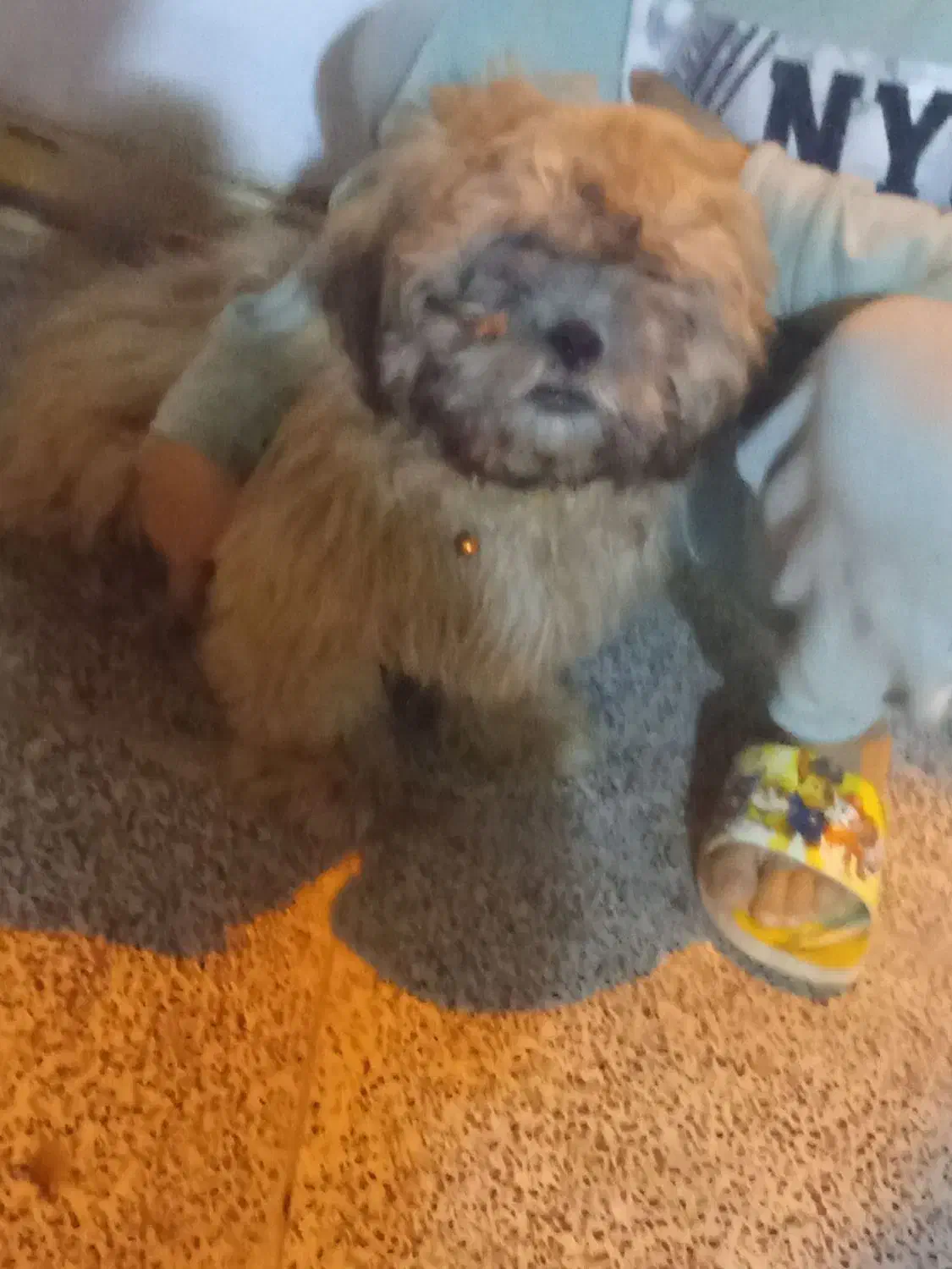 سگ شیتزو|سگ|مسجد سلیمان, |دیوار