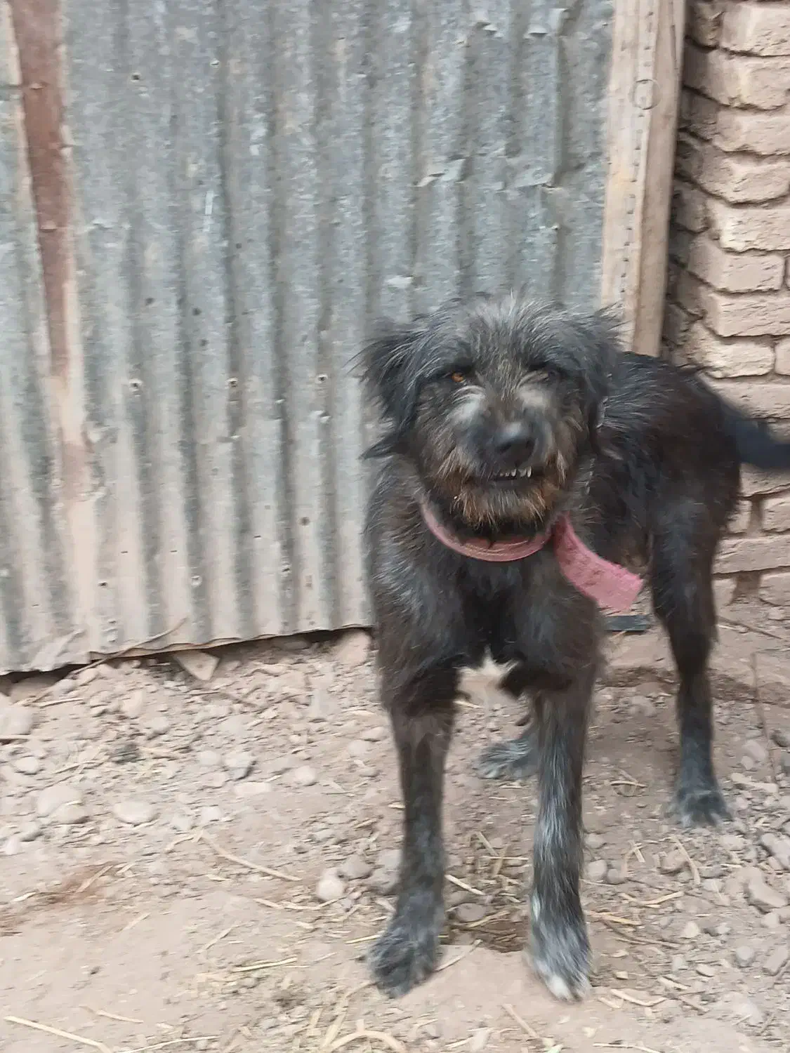 قدرجانی|سگ|قزوین, |دیوار