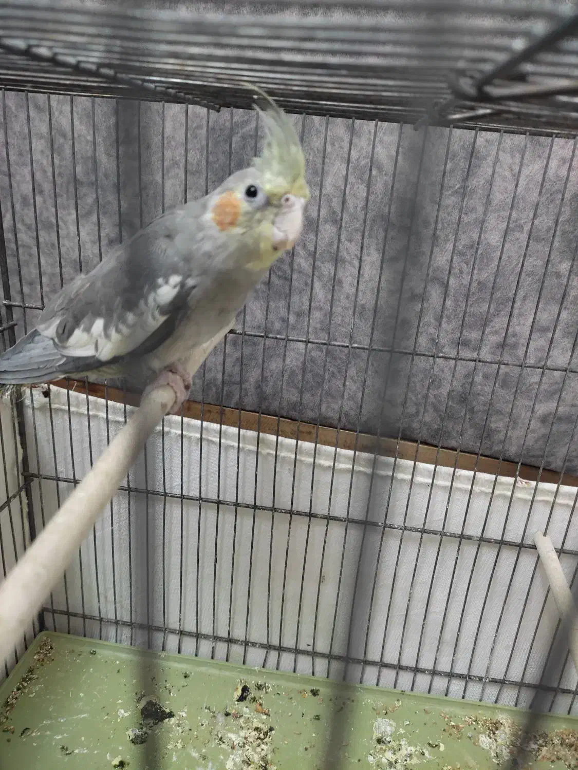 عروس هلندی|پرنده|قم, نخودی|دیوار