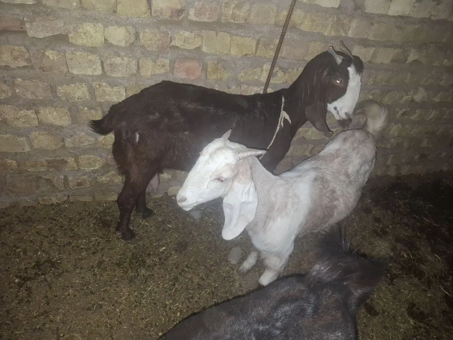 میش و بره  چاق وگیسه ابستن|حیوانات مزرعه|رفسنجان, |دیوار