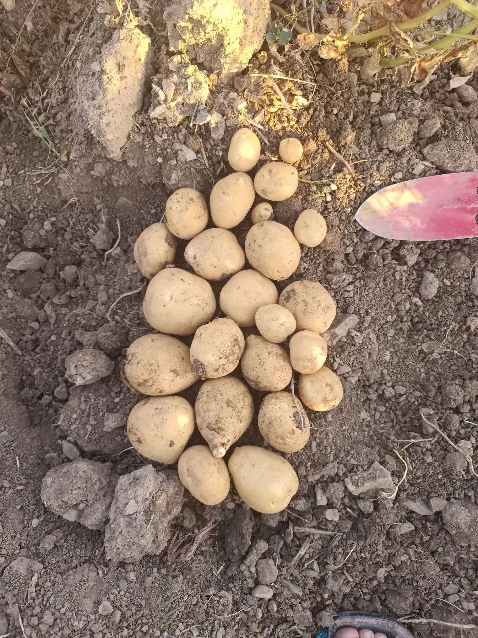 سیب زمینی بدون کود مرغی واقعی|خدمات باغبانی و درختکاری|سنندج, |دیوار