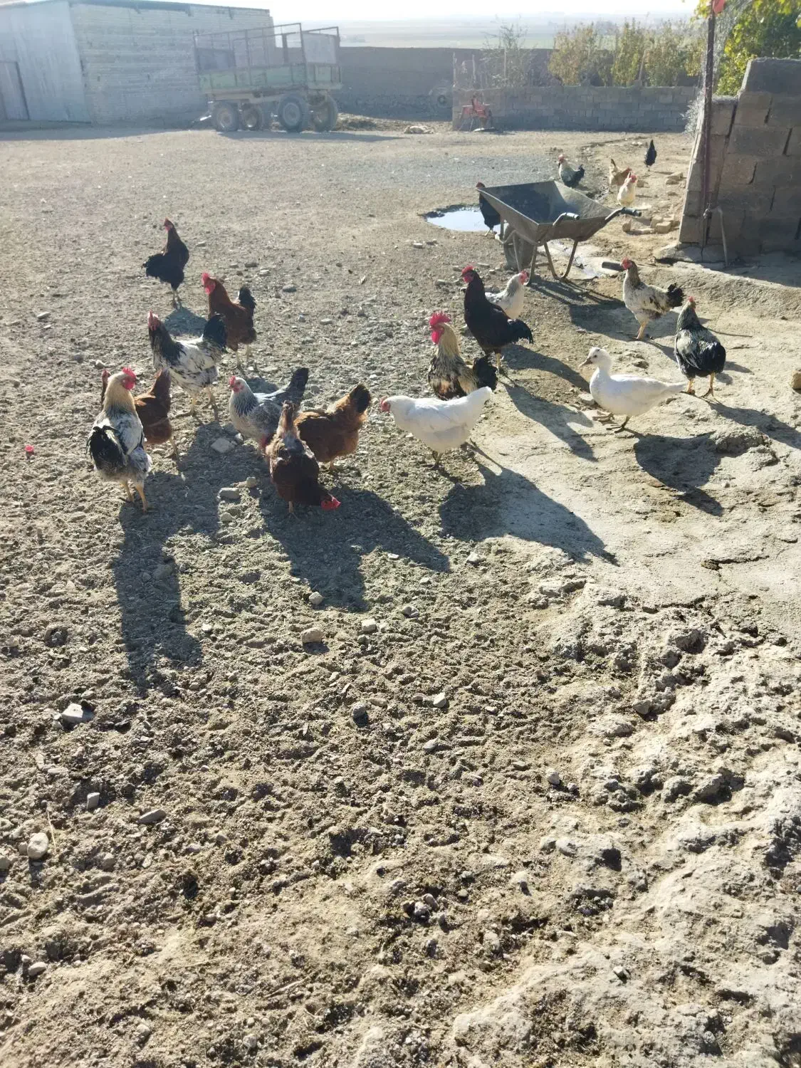 تعدادی خروس|پرنده|خنداب, |دیوار