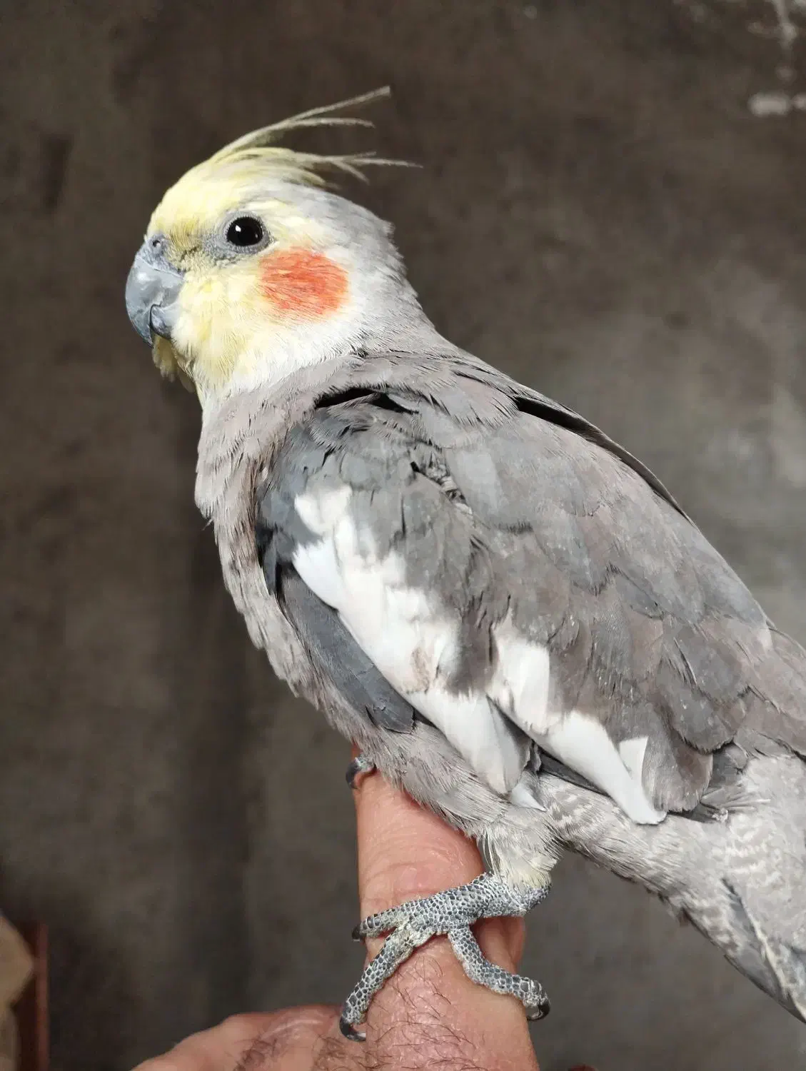 عروس هلندی|پرنده|اسفراین, |دیوار