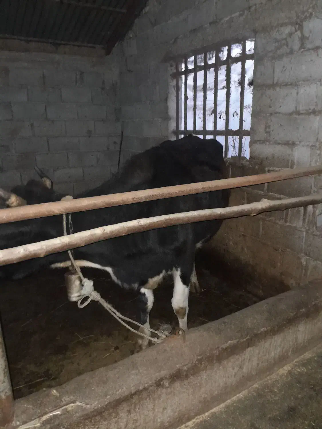 دو راس گاو محلی|حیوانات مزرعه|ایزدشهر, |دیوار