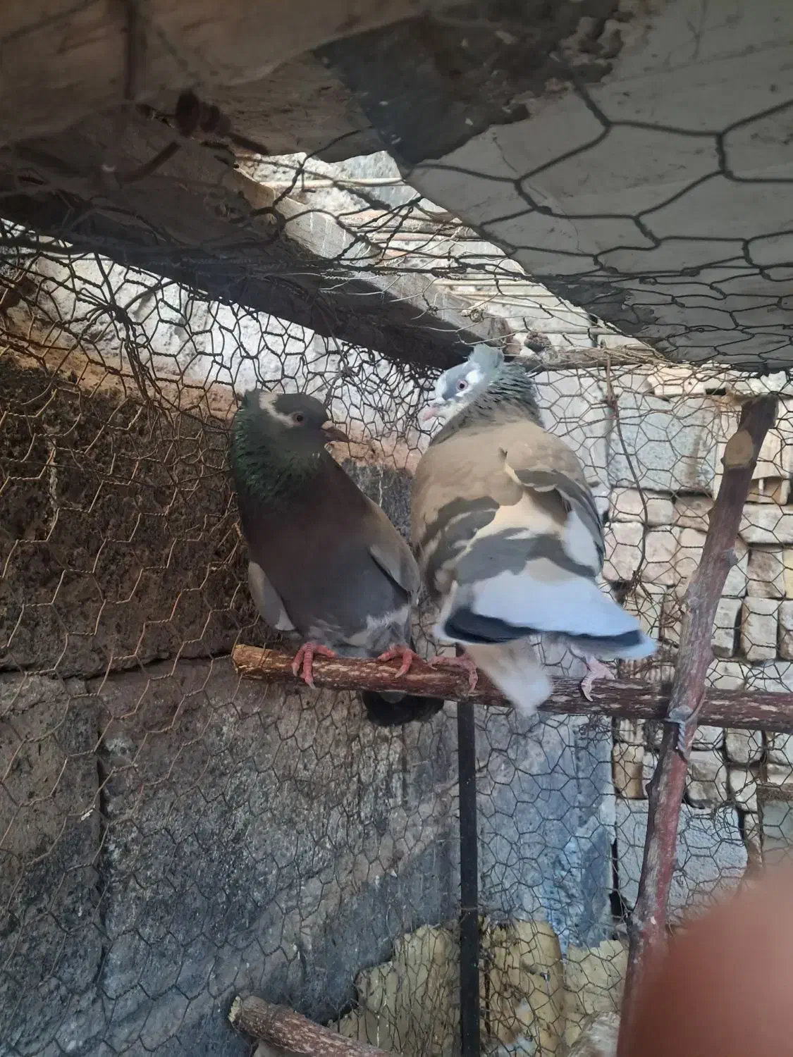 کبوتر|پرنده|سیرجان, |دیوار