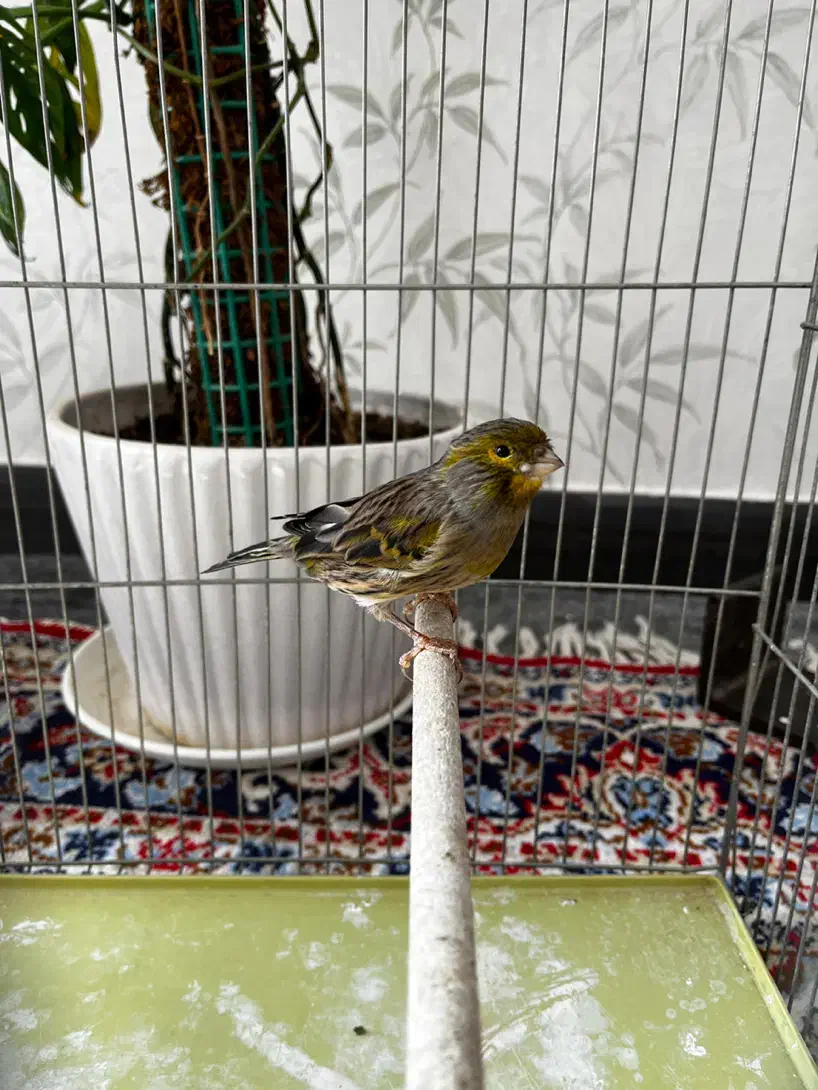 قناری نر و فنچ نرگسی|پرنده|قزوین, |دیوار