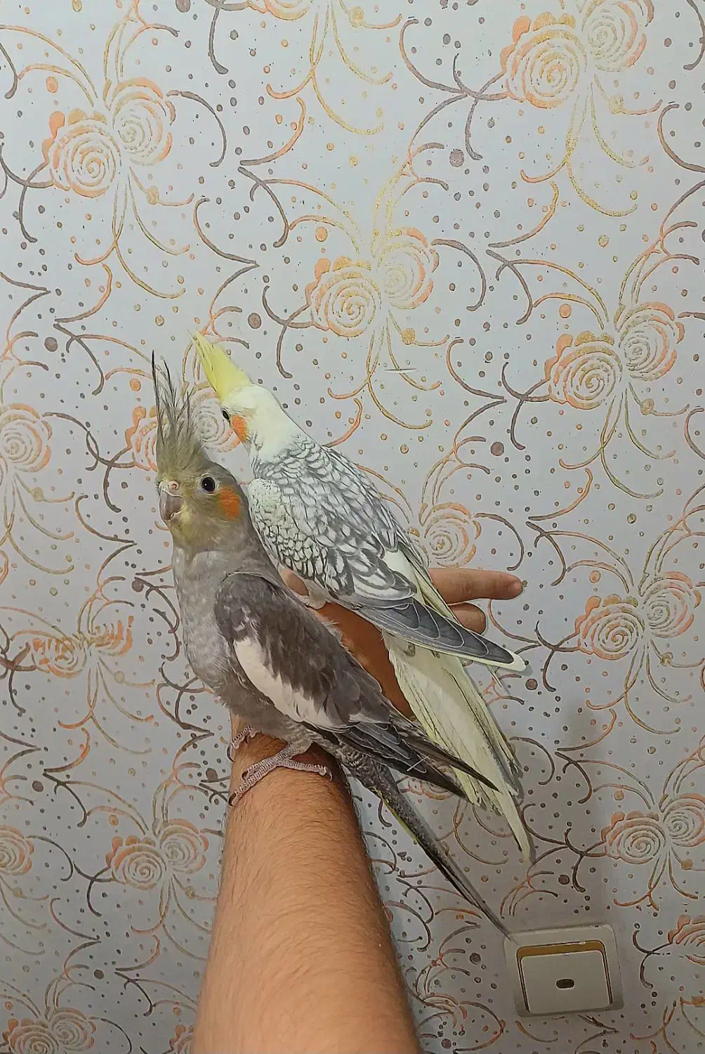 عروس ۴ماهه نرسینامون ماده لوتینو پروانه ای فول رام|پرنده|لاهیجان, طالقانی|دیوار