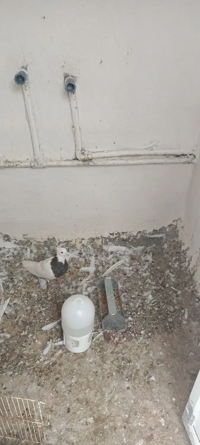 طوقی ماده|پرنده|دوگنبدان, |دیوار