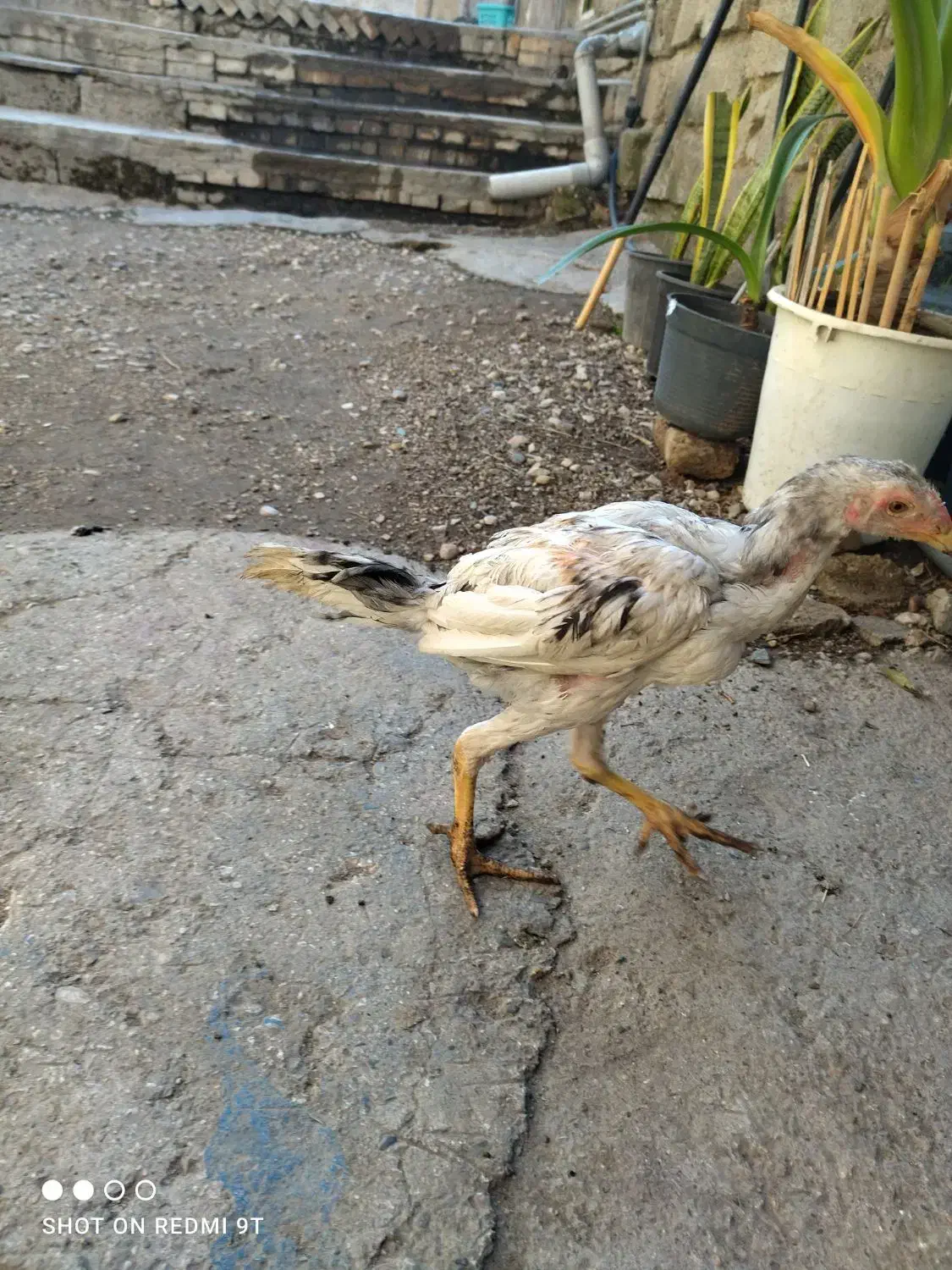 دوعدد جوجه لاری طوس|حیوانات مزرعه|گالیکش, |دیوار