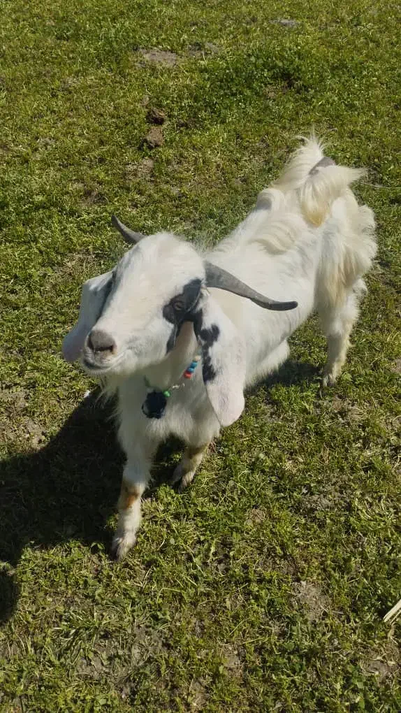 باقیه|حیوانات مزرعه|بروجرد, |دیوار