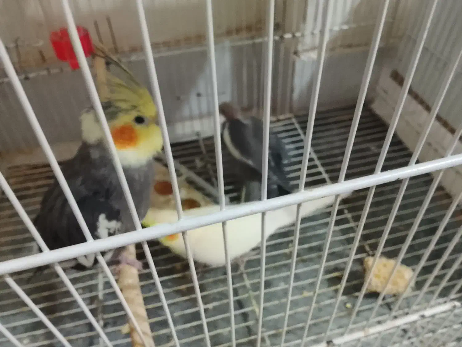 عروس هلندی بالغ وجوجه|پرنده|نیشابور, شهید بهشتی|دیوار