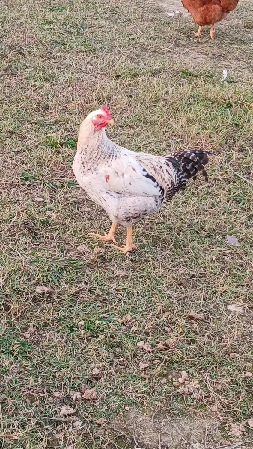 خروس و کاتیک۴۰۰تومن|حیوانات مزرعه|سیاهکل, |دیوار