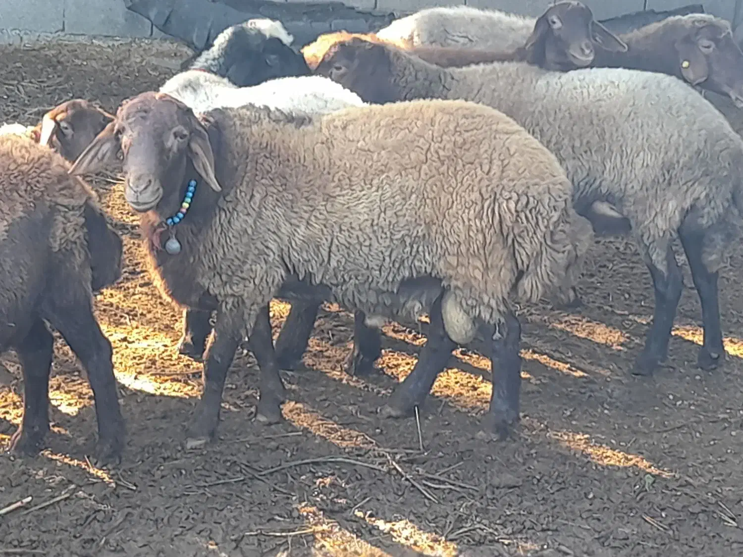 نرتخمی قره قزل افشاری درجه یک وسیاه ابستن|حیوانات مزرعه|بهشهر, |دیوار