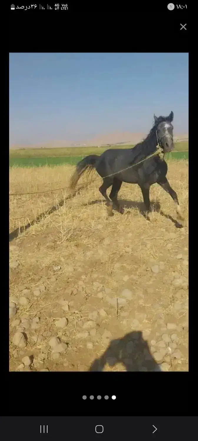 حیوانات مزرعه|حیوانات|ایذه, |دیوار