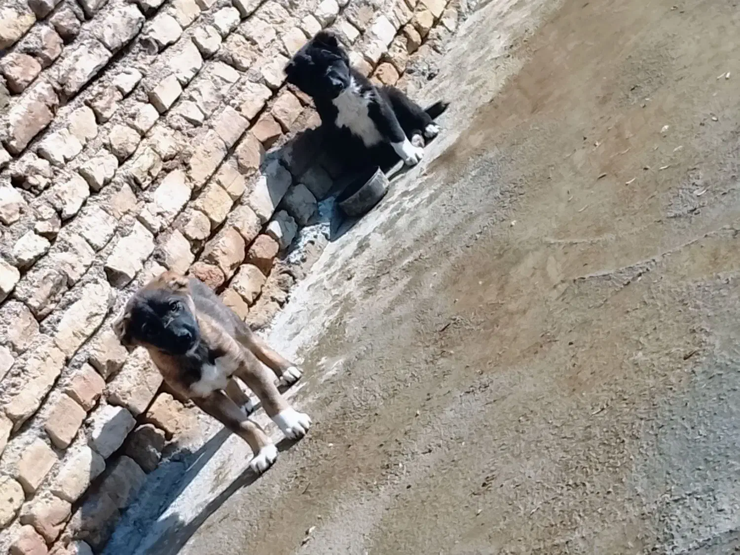 توله سگ|سگ|قوچان, |دیوار