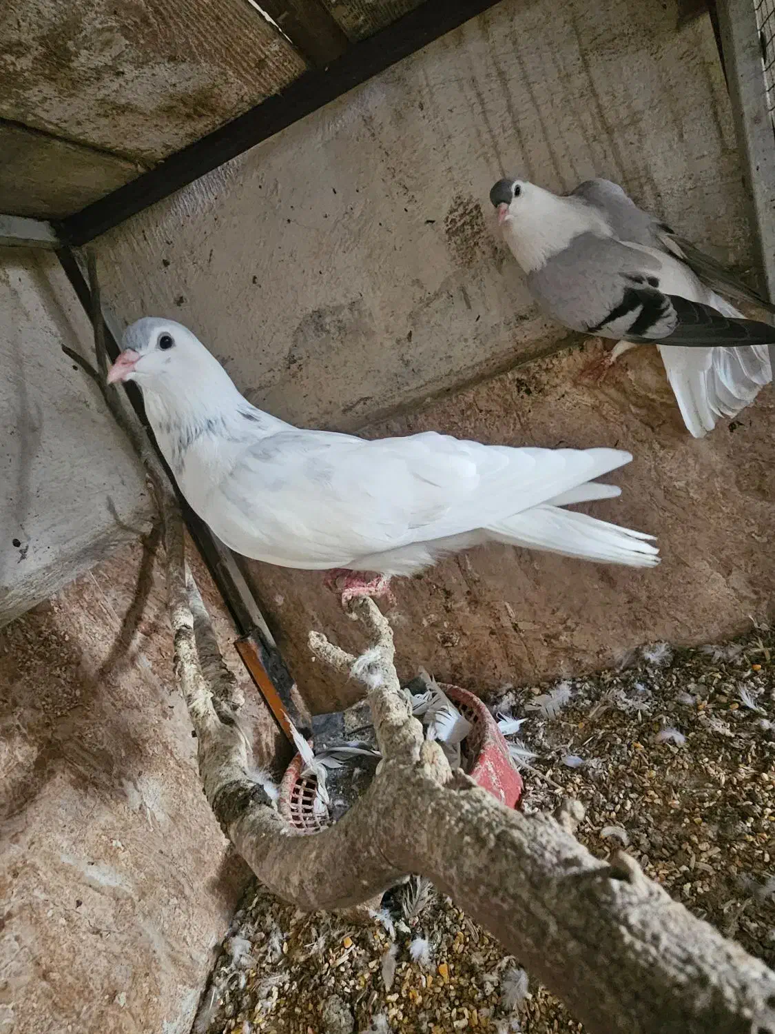 کفتر افغان|پرنده|چابهار, |دیوار