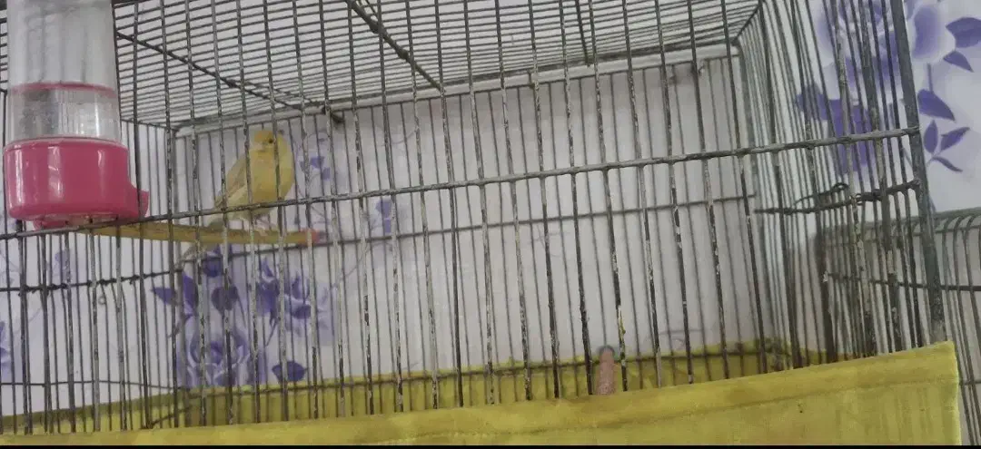 قناری نر و ماده|پرنده|رباط‌کریم, الارد|دیوار