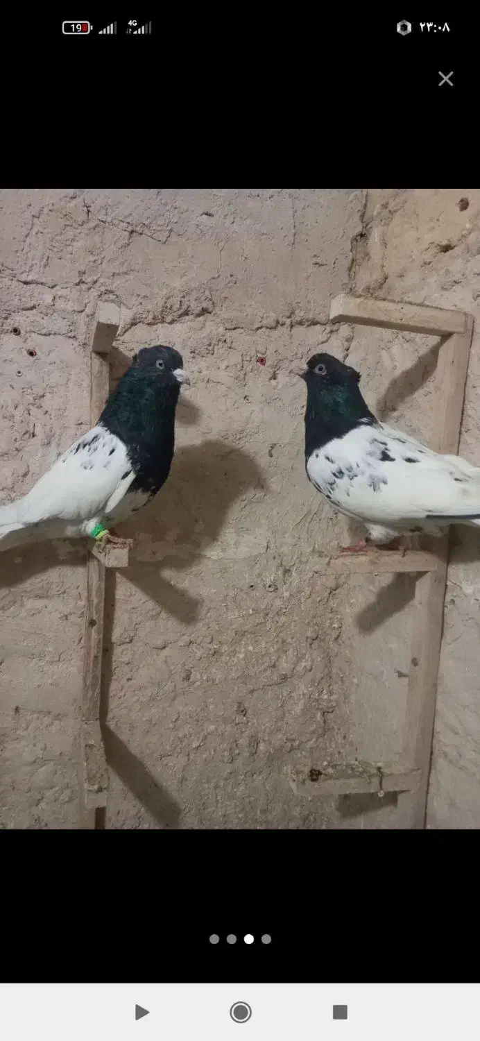 کله سیاه فروشی|پرنده|نصر آباد, |دیوار