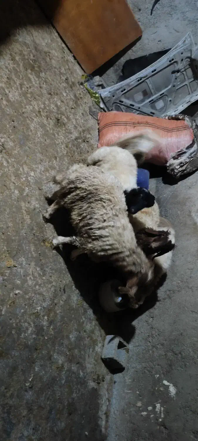 بره نر|حیوانات مزرعه|ایوان, |دیوار