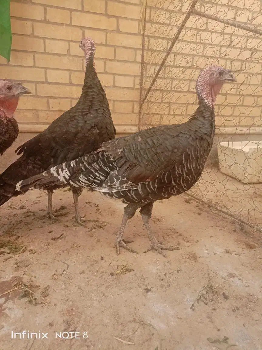 بوقلمون ماده و قو غاز نر|حیوانات مزرعه|زابل, |دیوار