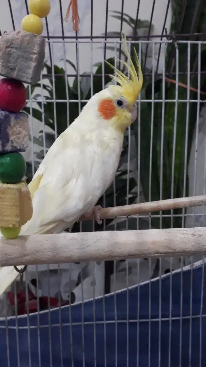 عروس هلندی مولد|پرنده|محمدشهر, محمدشهر|دیوار