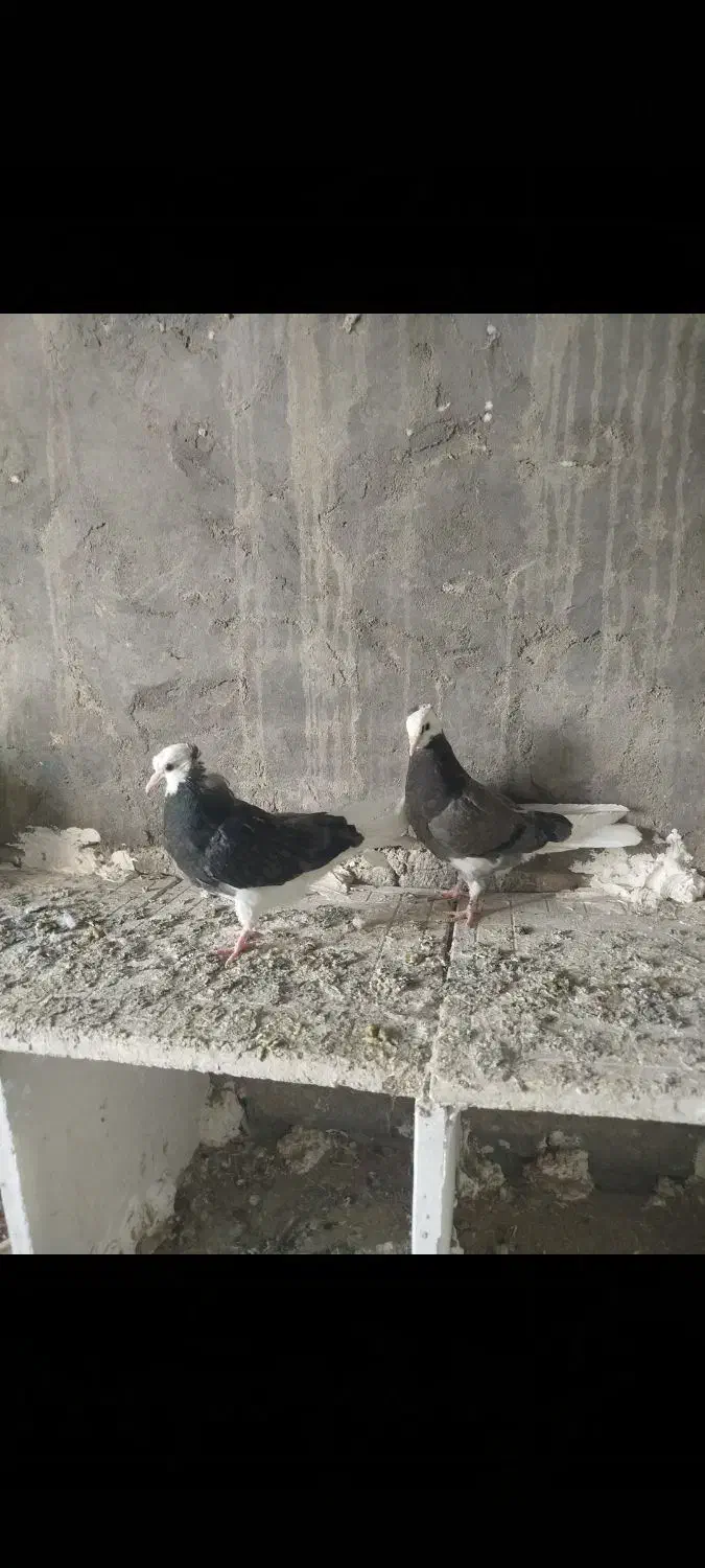 ابلاغ یا شازده|پرنده|میاندوآب, |دیوار